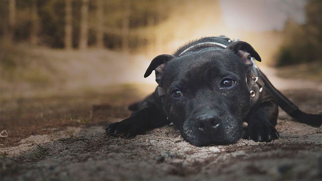 es un staffy lo mismo que un pitbull