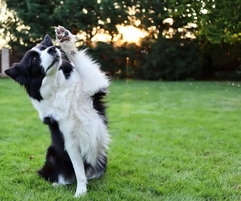 Border Collie haciendo truco Haciendo truco de saludar con la pata