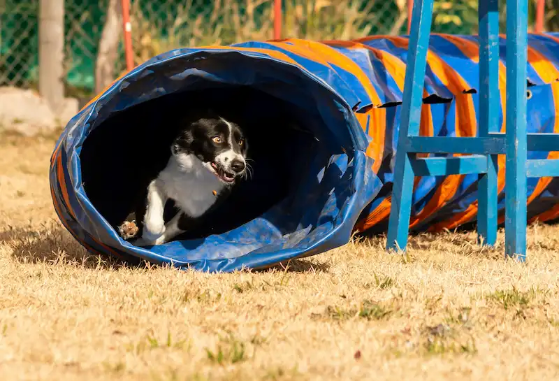 Border Collie saliendo de túnel de Agility Border Collie pasando por debajo de un túnel de Agility