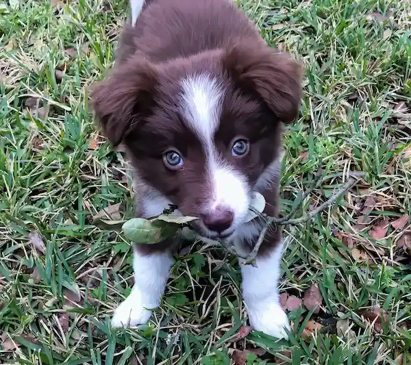 Cachorro Border Collie Chocolate Cachorro de Border Collie Chocolate sujetando con la boca una rama