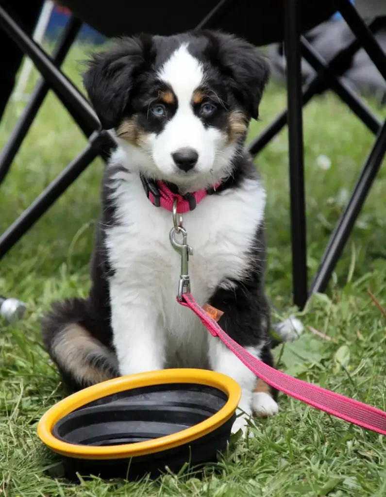 Cachorro de Border Collie Blanco y Negro tricolor Cachorra de Border Collie con collar rosa y correa rosa con un bebedero delante de ella