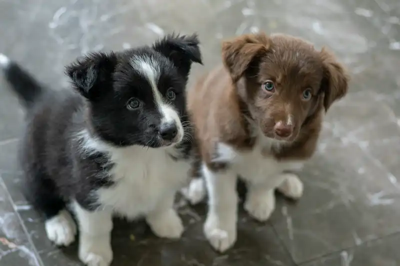 Dos cachorros de Border Collie Cachorros de Border Collie, blanco y Negro y el otro Chocolate