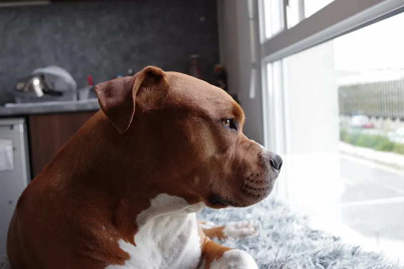 American Pitbull Terrier Red Nose mirando por la ventana