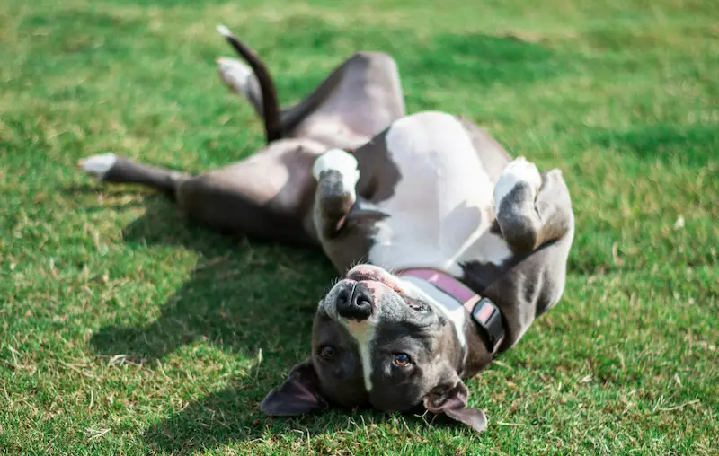 American Pitbull Terrier rodando en la hierba