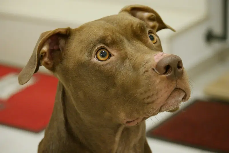 American Pitbull Terrier mirando hacia arriba
