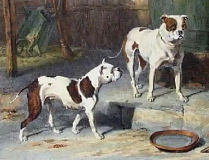 Old English Bulldog Imagen de dos Old English Bulldog extinto en el s. XIX
