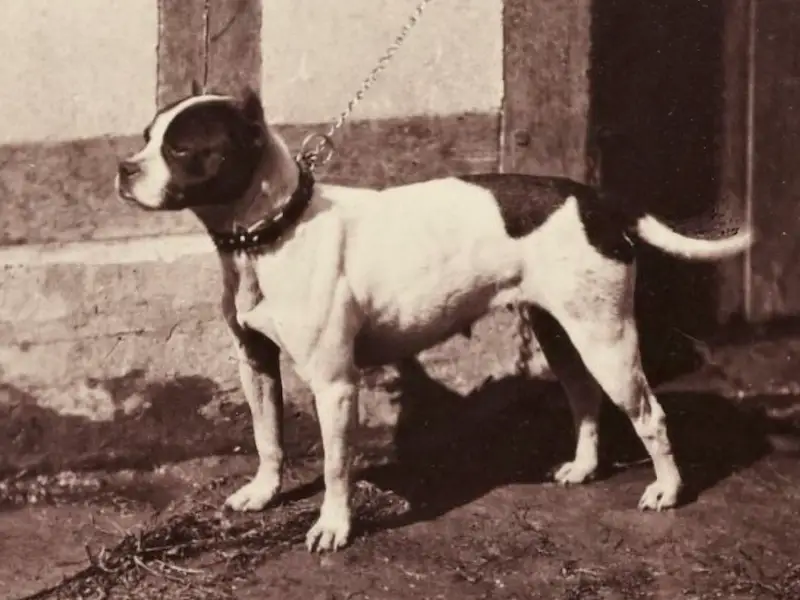 Foto tomada en 1863 de la raza ya extinta Bull and Terrier