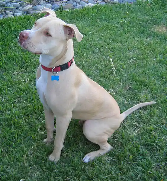 Pit Bull sentado en la hierba esperando instrucciones