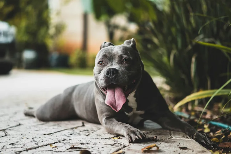 Pitbull Blue tumbado descansando con la lengua fuera