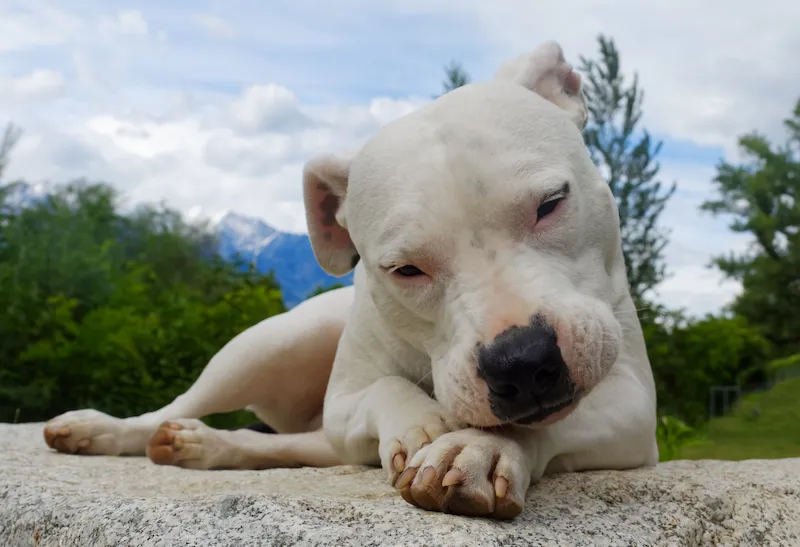 Pitbull White tumbado en el suelo sobre sus patas