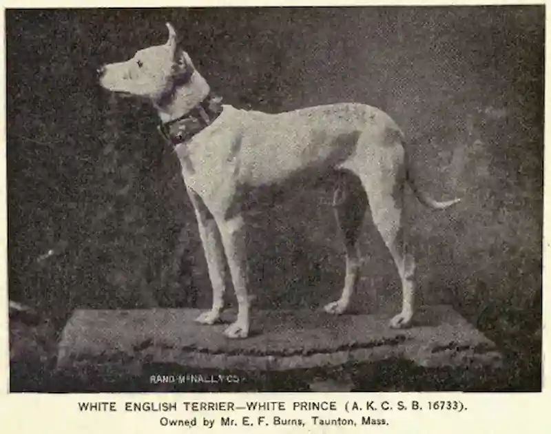 Foto tomada en 1891 de la raza ya extinta White English Terrier